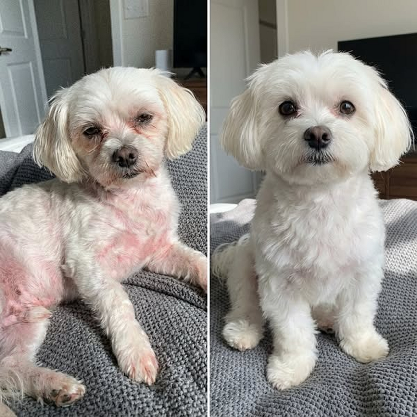 COLÁGENO™ | Alivio Natural del Picor Crónico